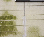 カビコケの発生